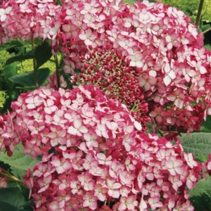 Саженец гортензии древовидной Руби Аннабель (Ruby Annabelle)