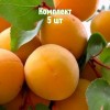 Комплект 5шт / Абрикос Челябинский ранний