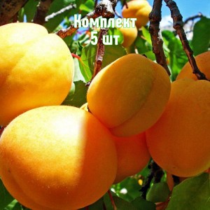 Комплект 5шт / Абрикос Пикантный