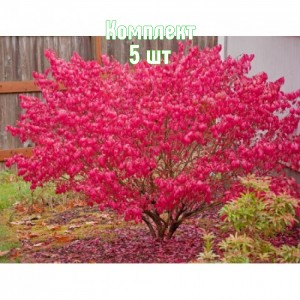 Комплект 5шт / Бересклет европейский Ред Каскад