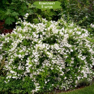 Сеянцы Дейции изящной Никко -  комплект 5 шт.