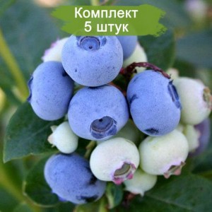 Саженцы Голубики Спартан (Spartan) -  комплект 5 шт.