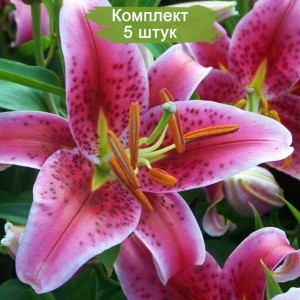 Луковицы лилии Старгейзер (Stargazer) -  комплект 5 шт.