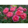 Саженцы парковой розы Леонардо да Винчи (Leonardo da Vinci) -  комплект 5 шт.