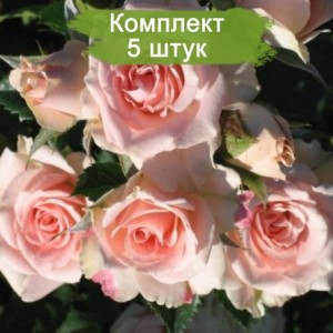 Саженцы спрей розы Олеся (Sprey Olesya) -  комплект 5 шт.