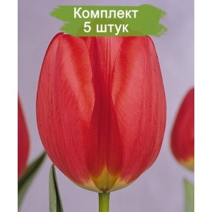 Луковицы тюльпана Парад (Parade) -  комплект 5 шт.