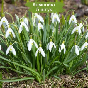 Луковицы зеленого подснежника -  комплект 5 шт.