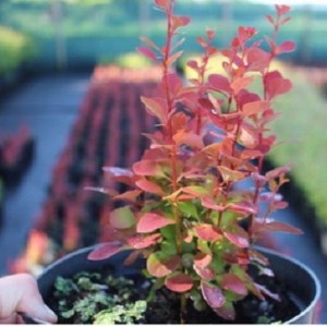 Сеянец Барбариса Тунберга (до 20 см)