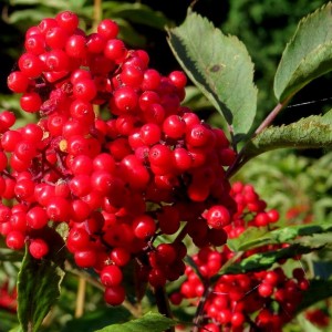 Саженец Бузины красной