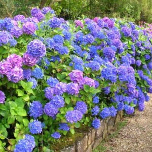 Саженец гортензии древовидной