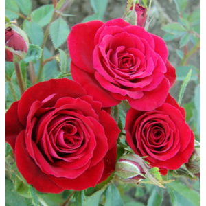 саженцы штамбовых роз оптом