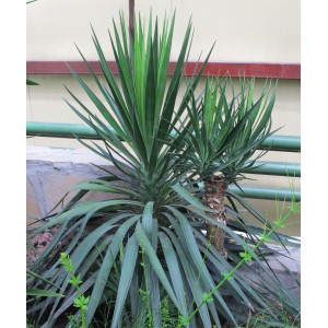 Саженец юкки Алоэлистной