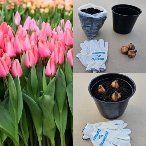 Луковицы тюльпана. Набор для выгонки 3 шт - - Тюльпан Барре Альта