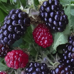 Саженец ежевики Силван (Silvan)