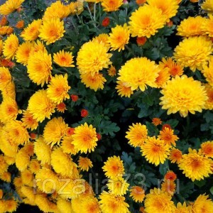 Саженец хризантемы мультифлора Адонис (Adonis) (Желтая )