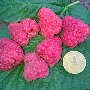 Саженец малины Патриция (Красная)